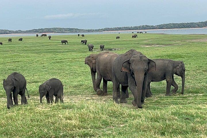 Minneriya National Park: The Elephant Kingdom